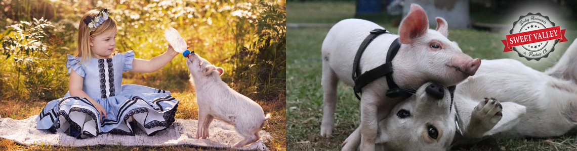 Baby Animals Petting Zoo